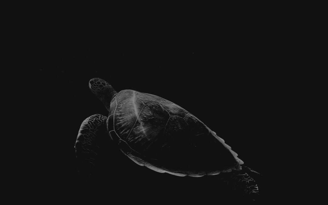 Photography Is The Best & Great Hidden Talent